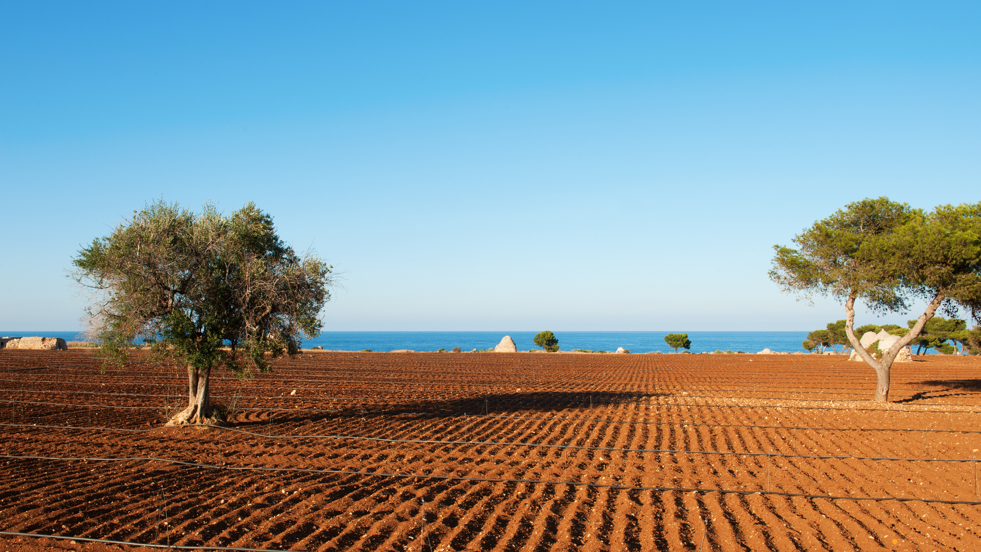 Puglia: Land of Drought, Source of Intense Flavors